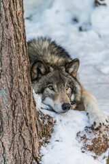 Gray Wolf Laying Down In The Snow