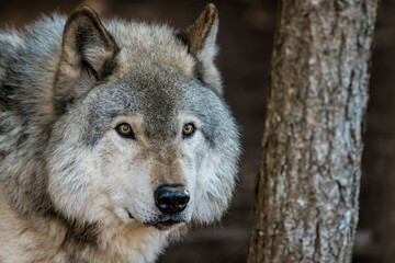 Gray Wolf Portrait