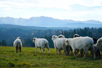 Fototapeta premium A herd of sheep in the mountains. Beautiful mountain landscape view. Farming outdoor. Flock of Staring Sheep. The Tatra Mountains, Zakopane, Poland. 