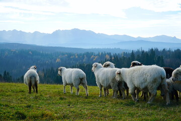 A herd of sheep in the mountains. Beautiful mountain landscape view. Farming outdoor. Flock of Staring Sheep. The Tatra Mountains, Zakopane, Poland.   