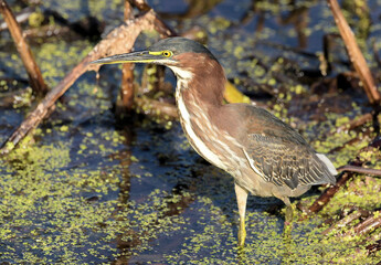 Little Green Heron  at the Peaceful Waters Wetlands