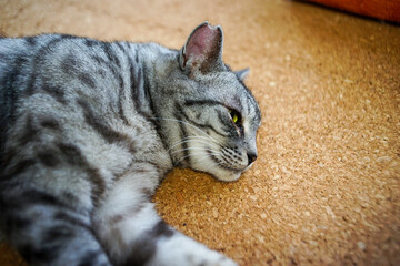 床で寝ているサバトラ猫