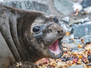 Elephant seal on the rookery