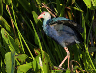 Purple Swamp Hen at the Peaceful Waters Wetlands 