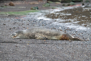 Fototapeta premium leopard seal