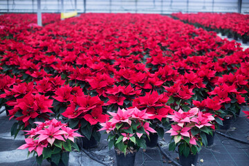 Pink and red poinsettias in a greenhouse, ready for sale. Christmas star plant.

