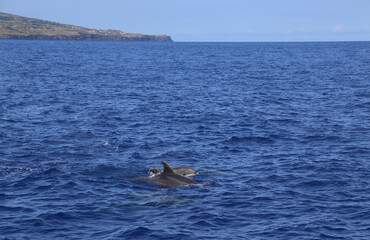 Fototapeta premium Dolphins jumping out of water