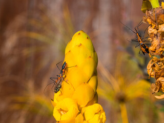 Milkweed assassin bug digesting an impaled fly with mating couple off to the right