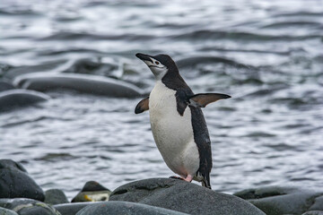 Penguin Antarctica