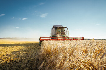 Plakat Combine harvester harvests ripe wheat. Concept of a rich harvest. Agriculture image