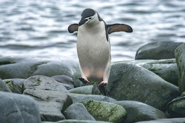 Penguin Antarctica