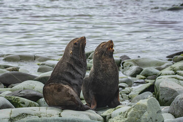 Naklejka premium sea lion on the rocks