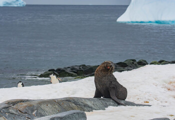 seal. on the ice