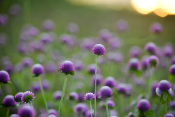   Beautiful flowers on beautiful blurred background Delicate floral background, soft focus selection.