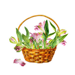 Wicker basket with pink flowers of lily, alstroemeria. Botanical watercolor illustration isolated on white background