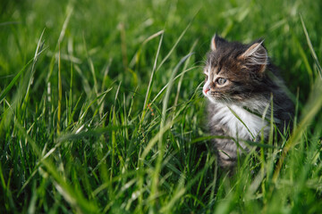 Naklejka na ściany i meble Little fluffy kitten of siberian breed in green grass. Funny domestic animals.