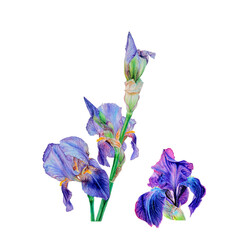 Irises. Set of watercolor blue flowers isolated on white background