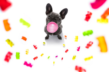 dog eating sweet candies