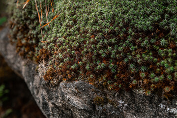 Natural forest background and texture. Green moss on rock stone. Ural nature and forest