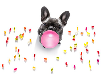 hond die zoete snoepjes eet of kauwgom kauwt
