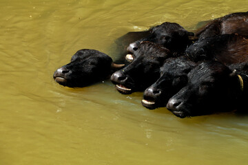 Buffalos bathing in a small stream in sun light