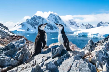 Abwaschbare Fototapete Antarktis süße Pinguine