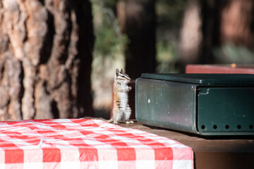 Chipmunk Standing