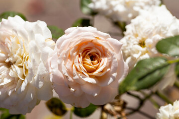White roses which are lush and dry together