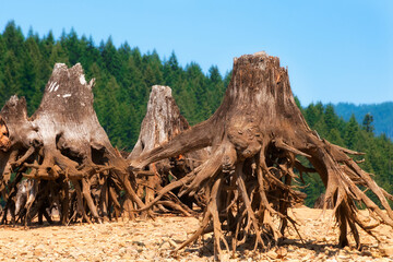 Remnants of trees along shoreline