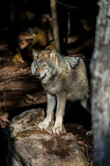 Timber Wolf Look Out