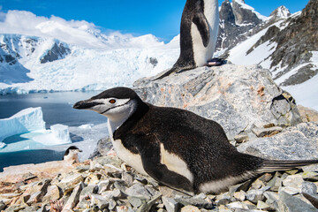penguin on ice