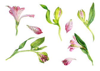 Flowers of pink lily, alstroemeria. Watercolor set isolated on white background
