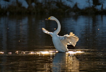 Russia. Altai territory. Protected freezing lake near the village Harvest in which live year-round wild swans and ducks. © Александр Катаржин