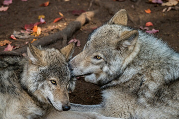Young Wolf and Adult