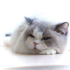 Sleeping British Shorthair Cat