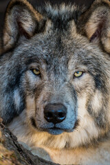 Naklejka premium Eastern Gray Wolf Portrait