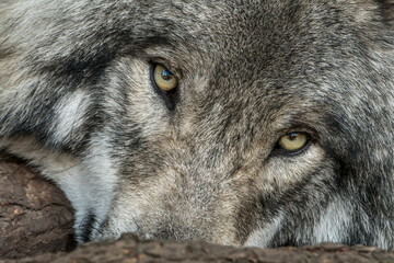 Gray Wolf Portrait © Michael