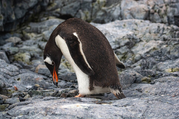 Fototapeta premium cute penguin