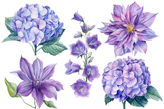 Set of flowers blue bellflower, clematis, hydrangea, watercolor botanical illustration