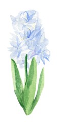 Watercolor hyacinth with green leaves on white isolated background.  Spring botanical hand drawn illustration.Design for web, cards, social media, packaging, label, copyspace,wedding,sticker, text.