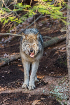 Gray Wolf In The Woods