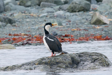cormorant