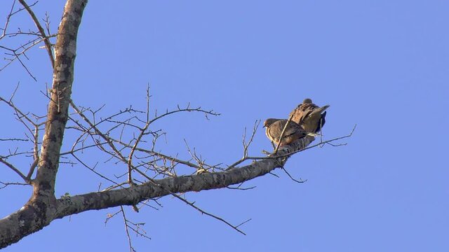 Morning doves perched in a tree with blue sky background