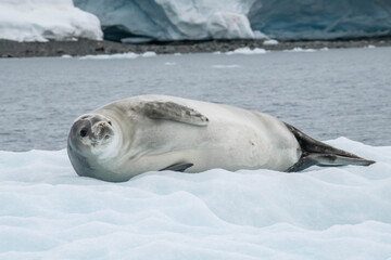 Fototapeta premium seal on the ice