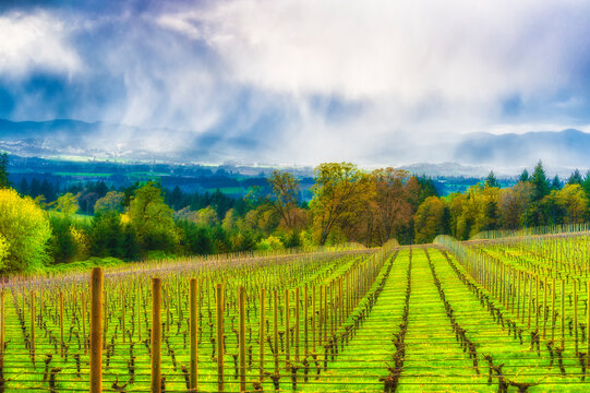 Spring showers in the Vineyards of Yamhill County
