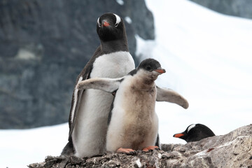 cute penguin family