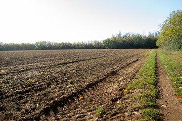 Fototapeta na wymiar Plowed field in spring time with blue sky.