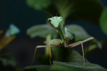 mantis on a leaf
