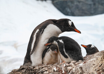 Fototapeta premium cute penguin family