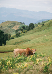 Fototapeta na wymiar Brown cow grazing on hill in countryside